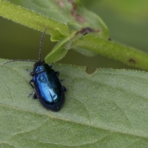 Altica sp. (genus) at Acton, ACT - 10 Dec 2018 10:41 AM