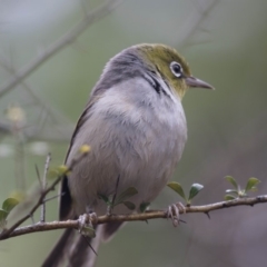 Zosterops lateralis (Silvereye) at Acton, ACT - 9 Dec 2018 by Alison Milton