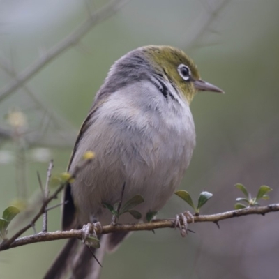 Zosterops lateralis (Silvereye) at Acton, ACT - 9 Dec 2018 by Alison Milton