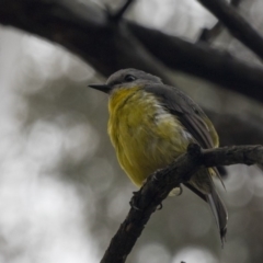 Eopsaltria australis (Eastern Yellow Robin) at Acton, ACT - 9 Dec 2018 by Alison Milton