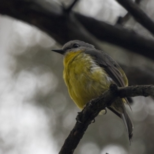 Eopsaltria australis at Acton, ACT - 10 Dec 2018 09:23 AM