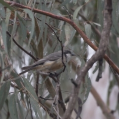 Pachycephala rufiventris (Rufous Whistler) at Acton, ACT - 9 Dec 2018 by Alison Milton