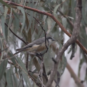 Pachycephala rufiventris at Acton, ACT - 10 Dec 2018