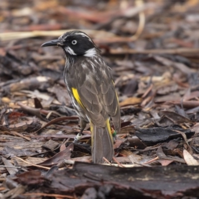 Phylidonyris novaehollandiae (New Holland Honeyeater) at Acton, ACT - 10 Dec 2018 by AlisonMilton