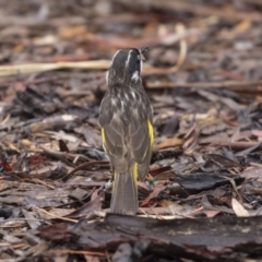 Phylidonyris novaehollandiae at Acton, ACT - 10 Dec 2018