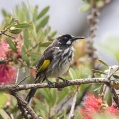 Phylidonyris novaehollandiae (New Holland Honeyeater) at Acton, ACT - 10 Dec 2018 by Alison Milton