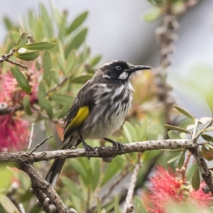 Phylidonyris novaehollandiae at Acton, ACT - 10 Dec 2018