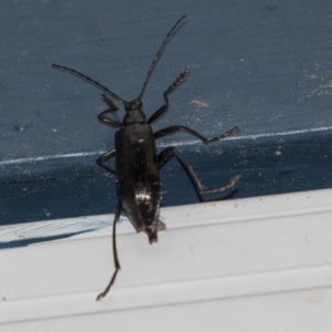 Tanychilus sp. (genus) at Higgins, ACT - 8 Dec 2018 09:21 PM