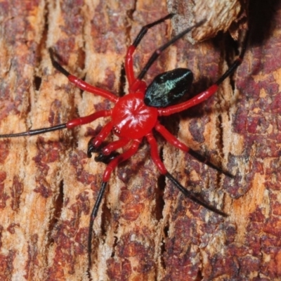 Nicodamidae (family) (Red and Black Spider) at Kindervale, NSW - 8 Dec 2018 by Harrisi