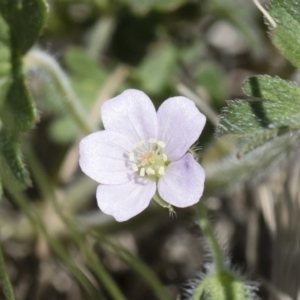 Geranium solanderi var. solanderi at Michelago, NSW - 29 Oct 2018 12:24 PM