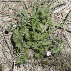 Geranium solanderi var. solanderi at Michelago, NSW - 29 Oct 2018 12:24 PM