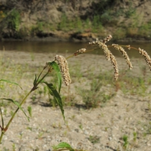 Persicaria lapathifolia at Tharwa, ACT - 9 Dec 2018