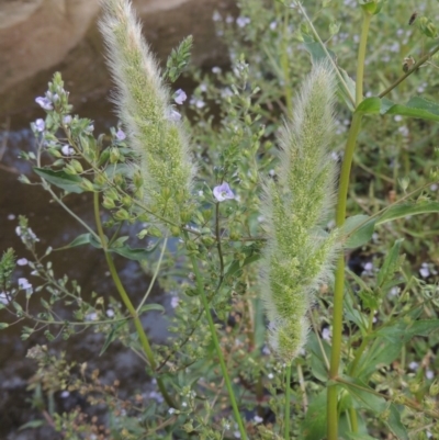 Polypogon monspeliensis (Annual Beard Grass) at Tharwa, ACT - 9 Dec 2018 by MichaelBedingfield