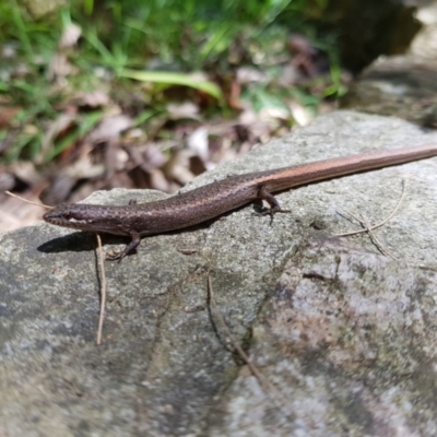 Saproscincus mustelinus (Weasel Skink) at Acton, ACT - 6 Dec 2018 by sho.rapley