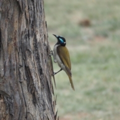 Entomyzon cyanotis (Blue-faced Honeyeater) at Belconnen, ACT - 10 Dec 2018 by wombey