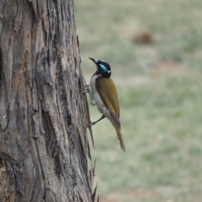 Entomyzon cyanotis (Blue-faced Honeyeater) at Belconnen, ACT - 11 Dec 2018 by wombey