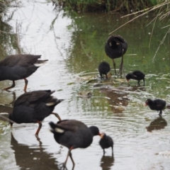 Gallinula tenebrosa (Dusky Moorhen) at Belconnen, ACT - 10 Dec 2018 by wombey