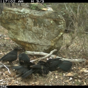 Corcorax melanorhamphos at Wamboin, NSW - 3 Oct 2018