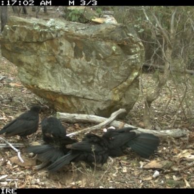 Corcorax melanorhamphos (White-winged Chough) at Wamboin, NSW - 2 Oct 2018 by Sparkyflame101