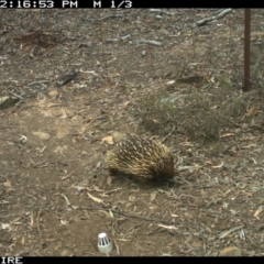 Tachyglossus aculeatus (Short-beaked Echidna) at Wamboin, NSW - 13 Oct 2018 by Sparkyflame101