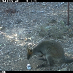 Wallabia bicolor at Wamboin, NSW - 2 Oct 2018