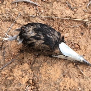 Gymnorhina tibicen at Melba, ACT - 11 Dec 2018 10:58 AM