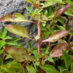 Ludwigia palustris (Marsh Purslane) at Stromlo, ACT - 10 Dec 2018 by RWPurdie