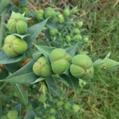 Euphorbia lathyris (Caper Spurge) at Stromlo, ACT - 10 Dec 2018 by RWPurdie