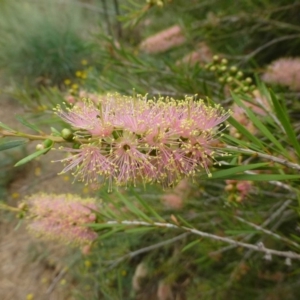 Callistemon sieberi at Stromlo, ACT - 11 Dec 2018