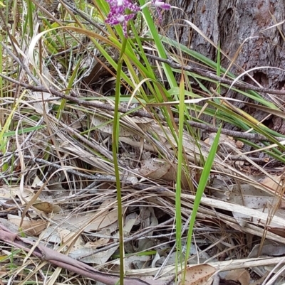 Dipodium variegatum (Blotched Hyacinth Orchid) at Bawley Point, NSW - 11 Dec 2018 by GLemann