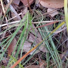 Stylidium (genus) at Bawley Point, NSW - 16 Dec 2018 04:04 PM