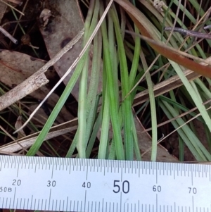Stylidium (genus) at Bawley Point, NSW - 16 Dec 2018 04:04 PM