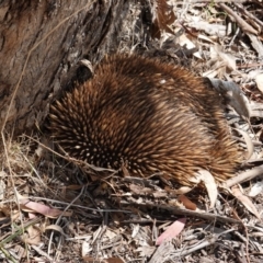 Tachyglossus aculeatus (Short-beaked Echidna) at Red Hill Nature Reserve - 11 Dec 2018 by JackyF