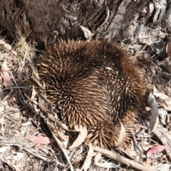 Tachyglossus aculeatus at Deakin, ACT - 11 Dec 2018