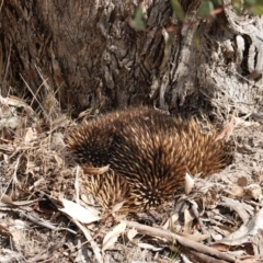 Tachyglossus aculeatus at Deakin, ACT - 11 Dec 2018