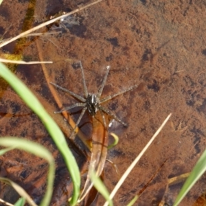 Pisauridae (family) at Deakin, ACT - 11 Dec 2018 04:01 PM