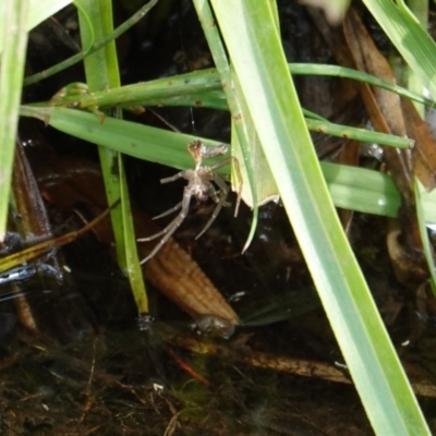 Unidentified at Red Hill Nature Reserve - 11 Dec 2018 by JackyF