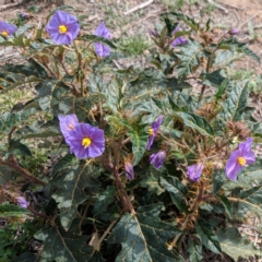 Solanum cinereum (Narrawa Burr) at Deakin, ACT - 11 Dec 2018 by JackyF