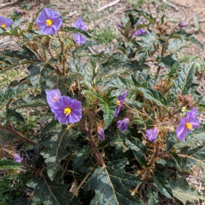 Solanum cinereum (Narrawa Burr) at Deakin, ACT - 11 Dec 2018 by JackyF