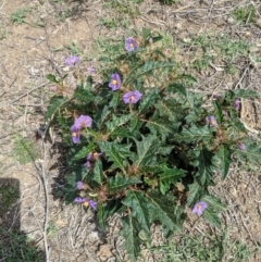 Solanum cinereum at Deakin, ACT - 11 Dec 2018