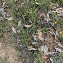 Calotis lappulacea at Deakin, ACT - 11 Dec 2018