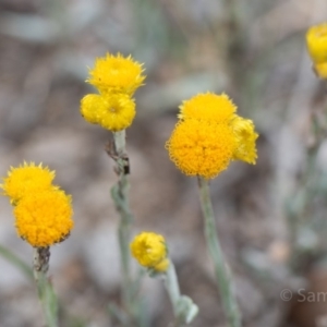 Chrysocephalum apiculatum at Deakin, ACT - 10 Dec 2018 03:02 PM