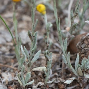 Chrysocephalum apiculatum at Deakin, ACT - 10 Dec 2018 03:02 PM