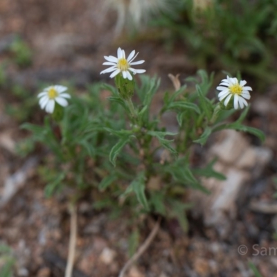 Vittadinia muelleri (Narrow-leafed New Holland Daisy) at Hughes, ACT - 10 Dec 2018 by JackyF