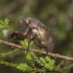 Psaltoda moerens (Redeye cicada) at Acton, ACT - 10 Dec 2018 by Alison Milton