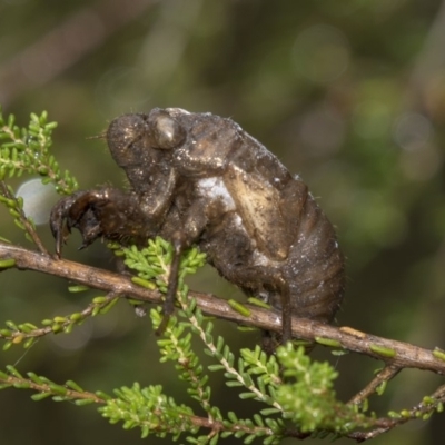 Psaltoda moerens (Redeye cicada) at ANBG - 10 Dec 2018 by Alison Milton