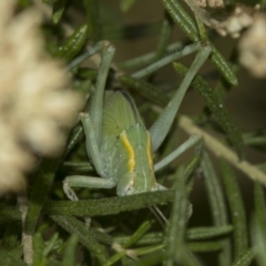 Caedicia sp. (genus) (Katydid) at Canberra Central, ACT - 11 Dec 2018 by AlisonMilton