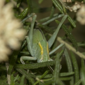 Caedicia sp. (genus) at Canberra Central, ACT - 11 Dec 2018