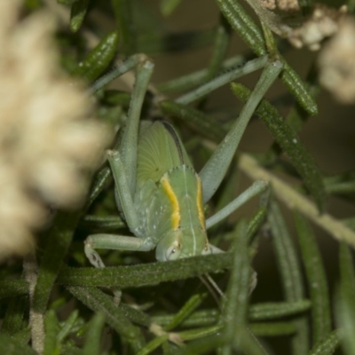 Caedicia sp. (genus) (Katydid) at Canberra Central, ACT - 10 Dec 2018 by AlisonMilton