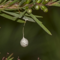 Araneae (order) (Unidentified spider) at Hackett, ACT - 10 Dec 2018 by Alison Milton